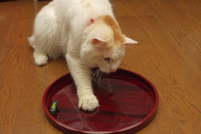 おかきのお気に入り!_a0028451_1314071.jpg