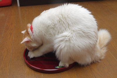 おかきのお気に入り!_a0028451_1321894.jpg