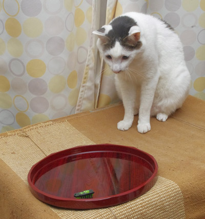 おかきのお気に入り!_a0028451_1334178.jpg