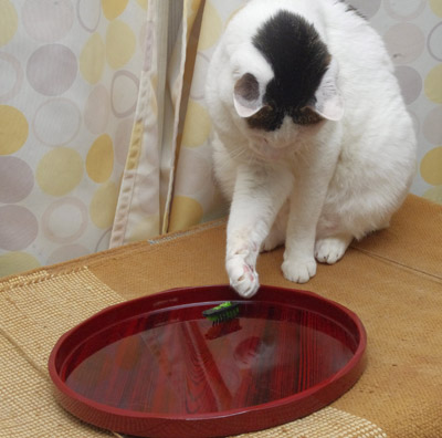 おかきのお気に入り!_a0028451_1345916.jpg