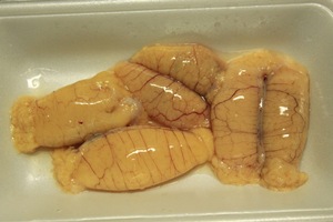コチの卵まみれ 月桂樹 Laurus Nobilis コチの卵まみれ 月桂樹 Laurus Nobilis