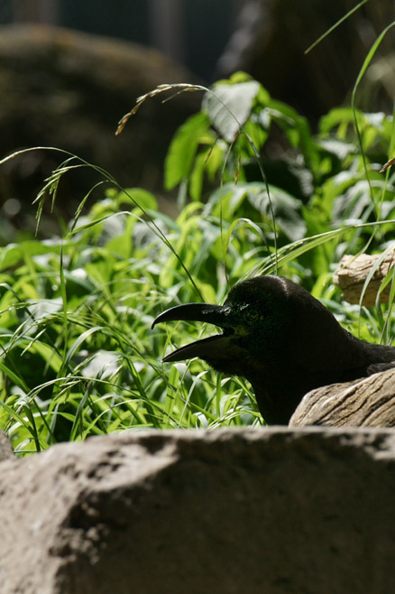 多摩のペリカンプールのカラスさん_b0190068_1818643.jpg