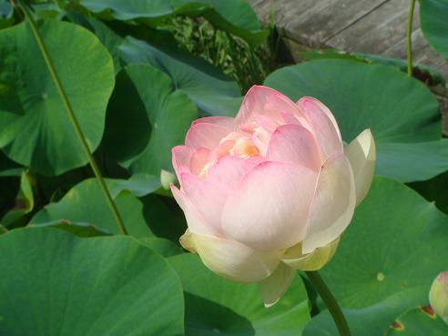 秩父 荒川花ハス園 秩父発 shizuの気まゝなブログ 秩父 荒川花ハス園 秩父発 shizuの気まゝなブログ