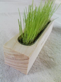 絹糸草_f0112873_2231698.jpg