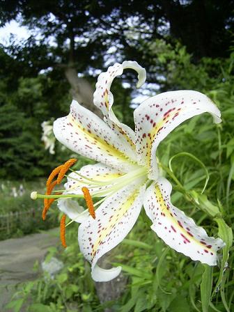 夏日 2010①　四季の森公園_e0126875_0205647.jpg