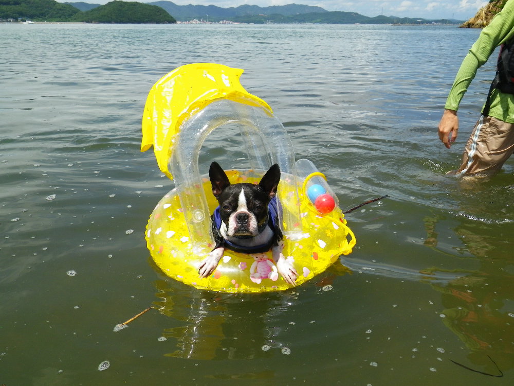 ボステリの会 In 出崎海岸ドッグビーチ Nico O 笑顔 にこ 日記 ボステリの会 In 出崎海岸ドッグビーチ Nico O 笑顔 にこ 日記