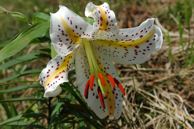 c0212083_059033.jpg