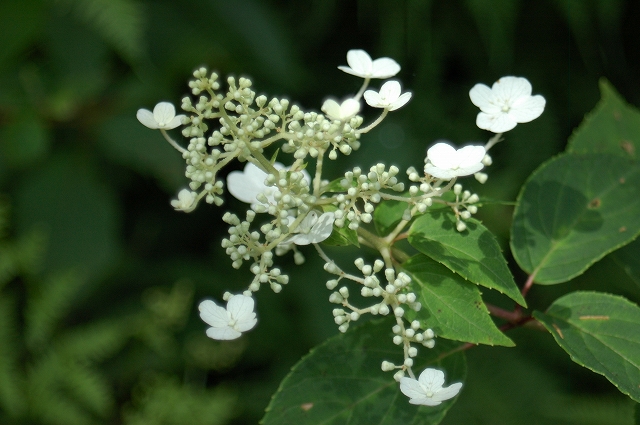 伊香保森林公園に_c0212083_141369.jpg