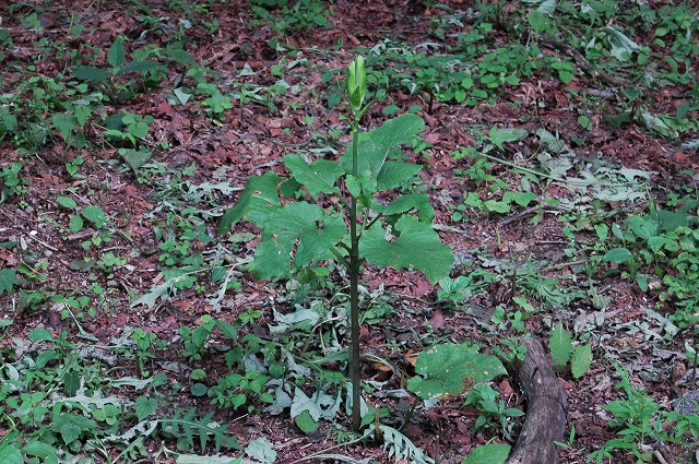 c0212083_16511.jpg