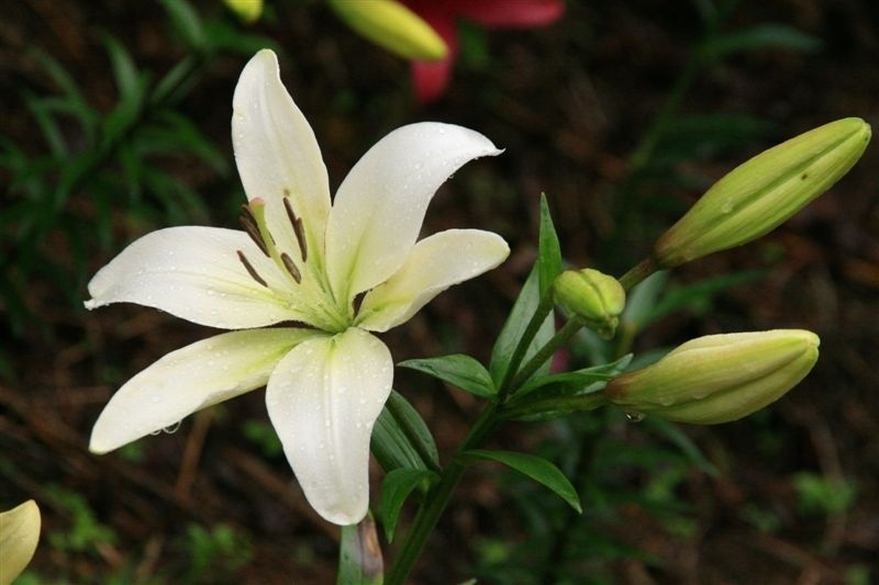 939－箱館山ユリ園4　ユリ　3葉　（10/07/12）_c0208389_17564143.jpg