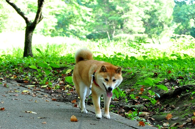 暑い朝のお散歩は、特別コースで!_a0126590_10254073.jpg