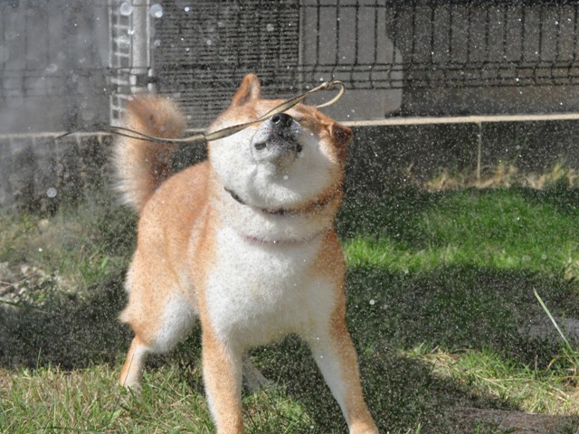 暑い朝のお散歩は、特別コースで!_a0126590_102959.jpg