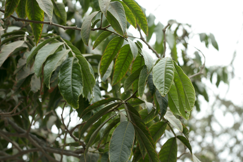 c0128605_546757.jpg
