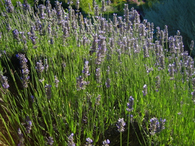 d0135907_7582027.jpg