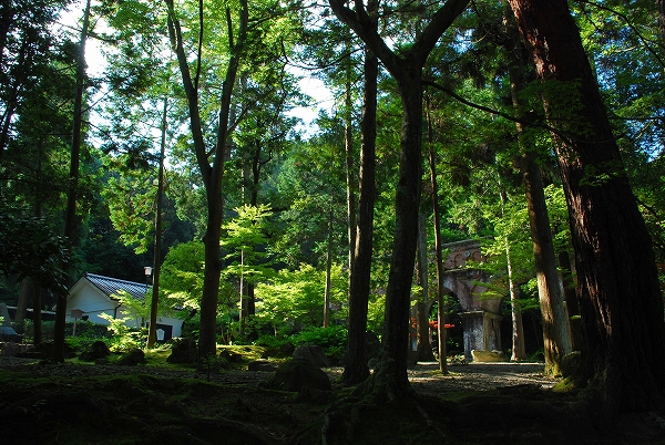 蓮　－　南禅寺_a0114714_17444329.jpg