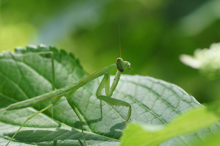 カマのお手入れ…カマキリ_d0089024_17214388.jpg