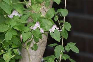 f0170524_1017233.jpg