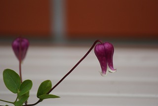 f0170524_1019189.jpg