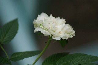 f0170524_1024337.jpg