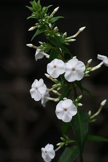 f0170524_1026075.jpg