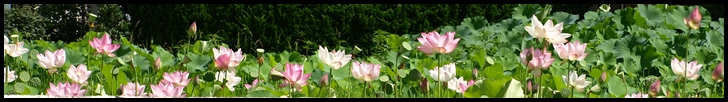 c0176527_1661097.jpg