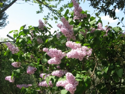 リラの花咲く家_f0234936_23441775.jpg