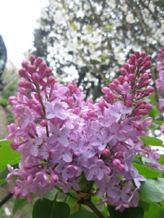 リラの花咲く家_f0234936_2344414.jpg
