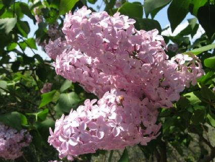 リラの花咲く家_f0234936_23461627.jpg