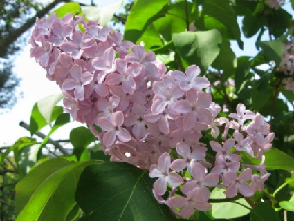 リラの花咲く家_f0234936_23464664.jpg