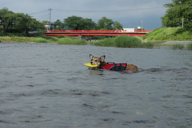 皆遊ばないの？と一人勝ちの犬_b0031538_2340338.jpg