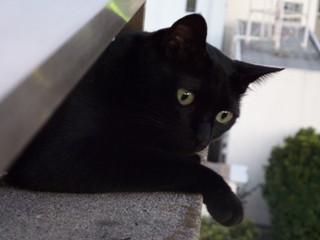 新しい朝が来た猫 のぇる編。_a0143140_2115319.jpg