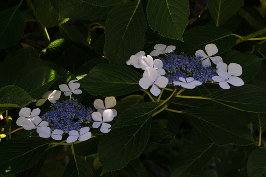 石動山の花達(2)_c0093046_19171674.gif