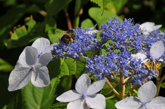 石動山の花達(2)_c0093046_1917353.gif