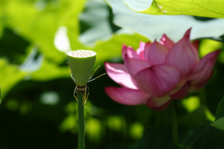 蓮_c0054876_17441179.jpg