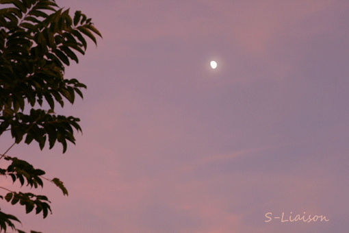 b0139477_2111687.gif