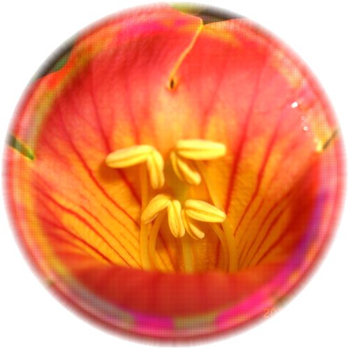 お手本は 時々気まぐれ さんと 自作あにめ 習字 花 庭の花たち