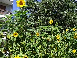 a0142083_1201142.jpg