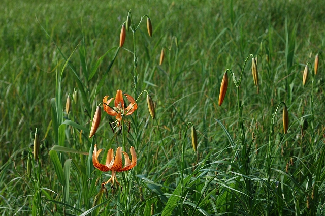 c0212083_2332912.jpg
