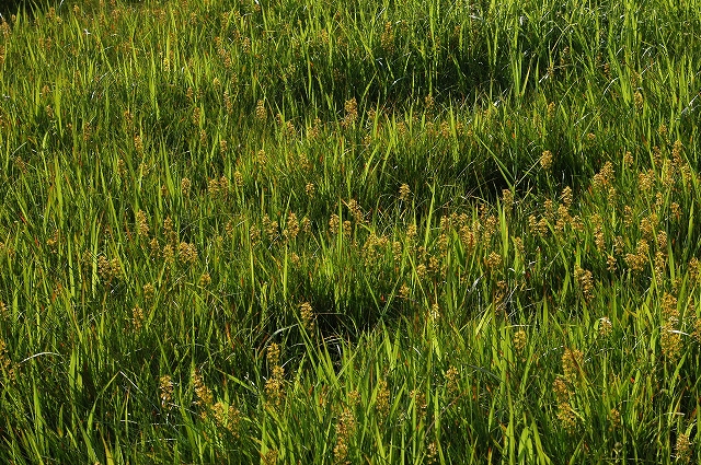 c0212083_2341658.jpg