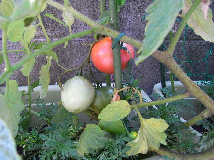 水上の植物は・・・_e0172797_10195195.jpg