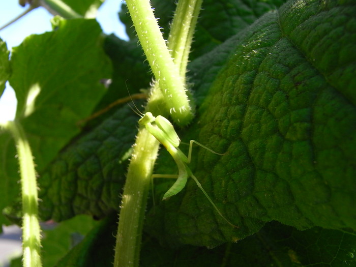 水上の植物は・・・_e0172797_1074837.jpg