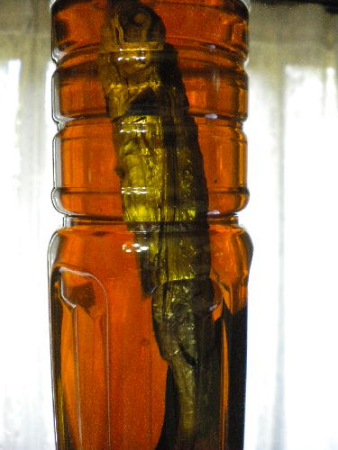 e0179098_1393858.jpg