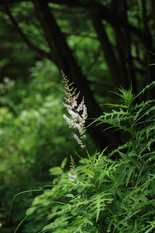 梅雨明けの三連休 ～ 六甲高山植物園①_b0138101_21342344.jpg