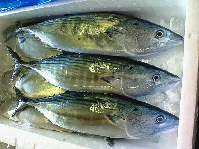 f0175403_14135048.jpg