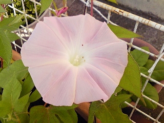 e0098908_22421543.jpg