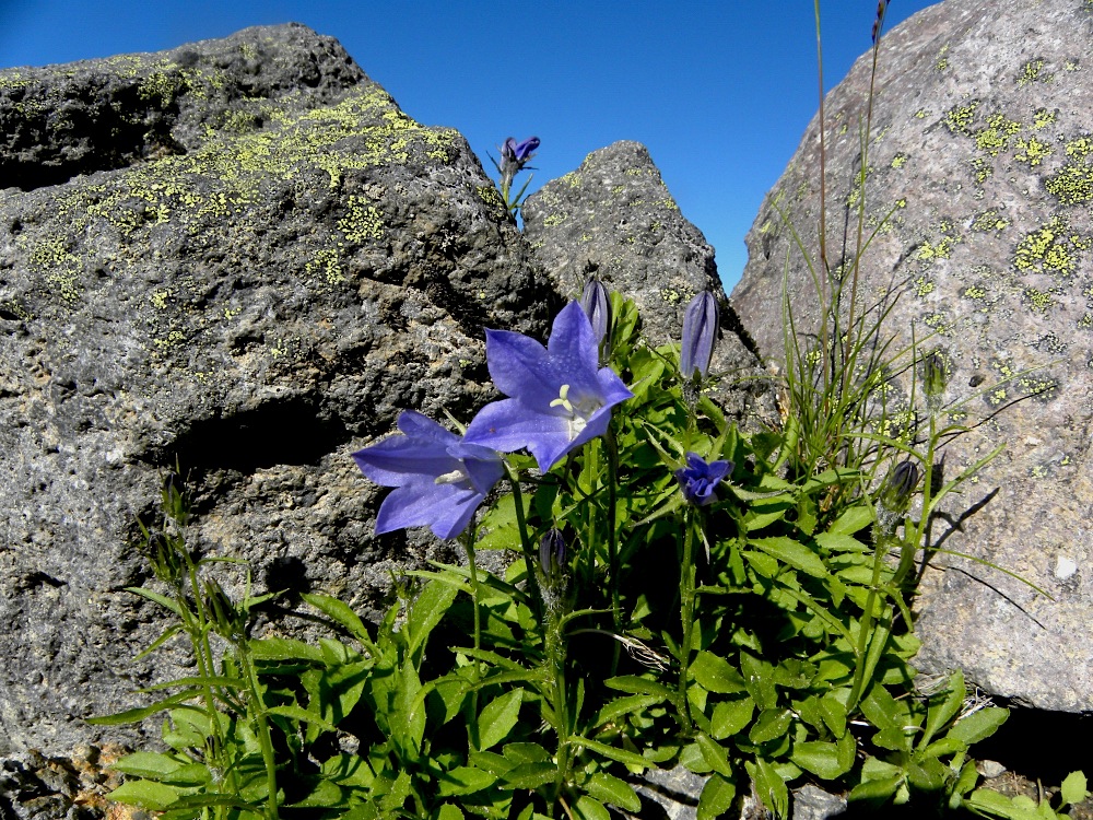 白山の花　その一_c0078410_8175898.jpg