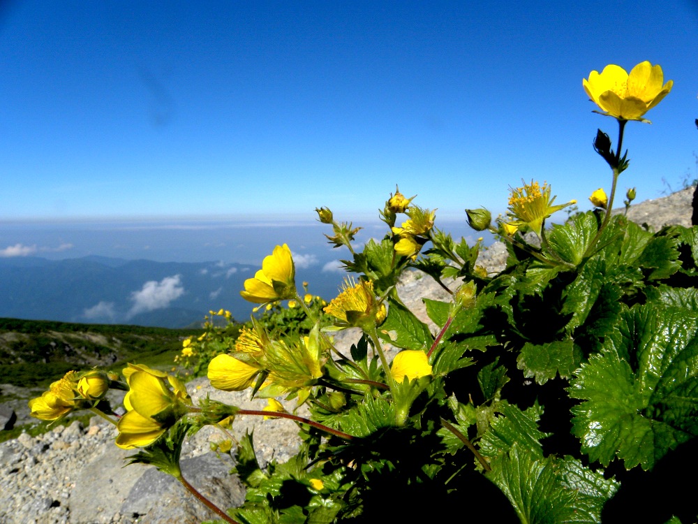 白山の花　その一_c0078410_8185658.jpg