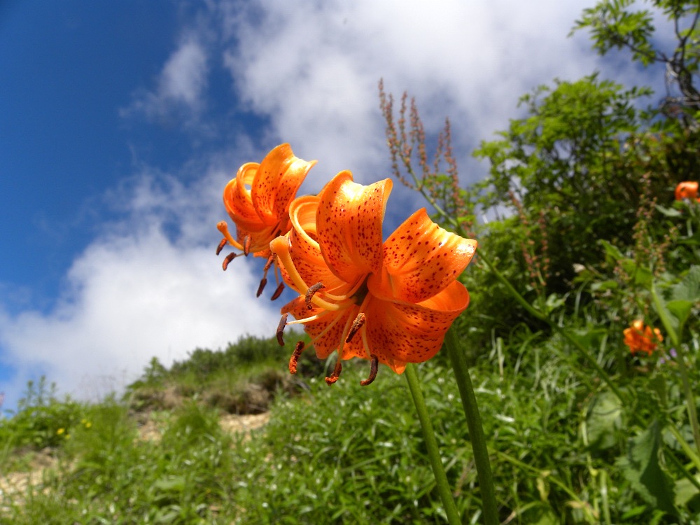 白山の花　その一_c0078410_82453100.jpg