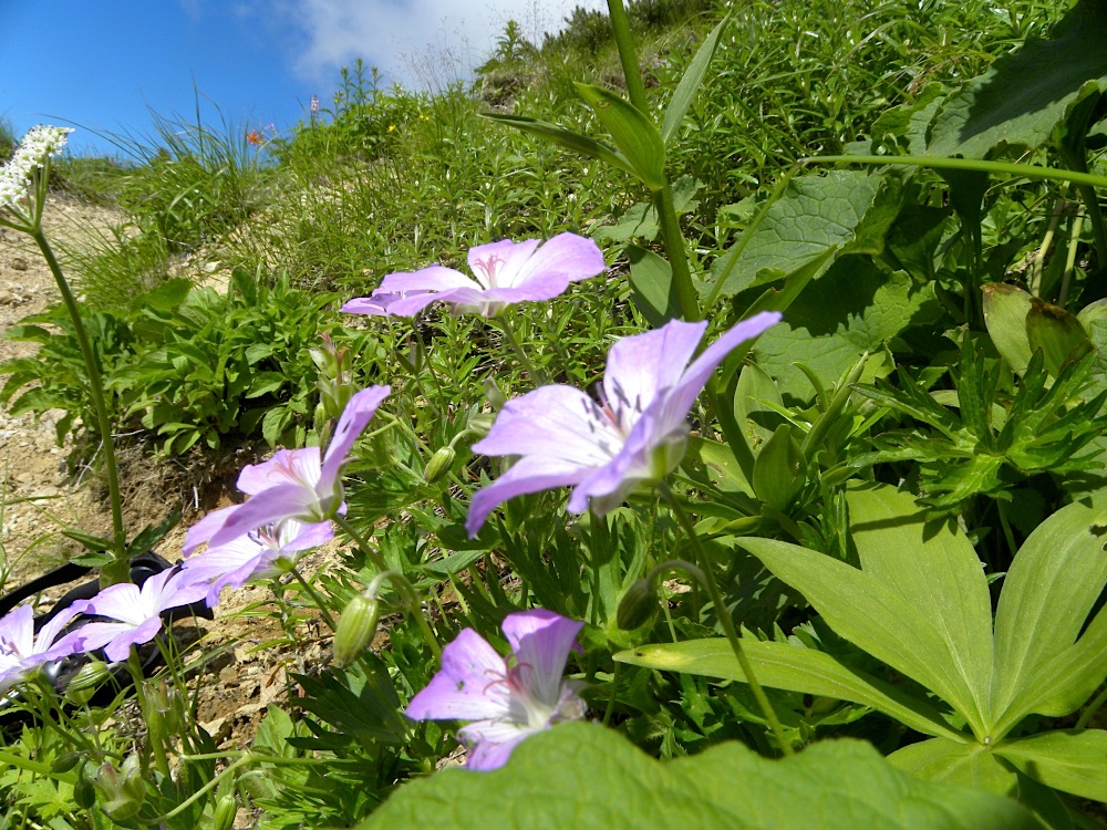 白山の花　その一_c0078410_8255186.jpg