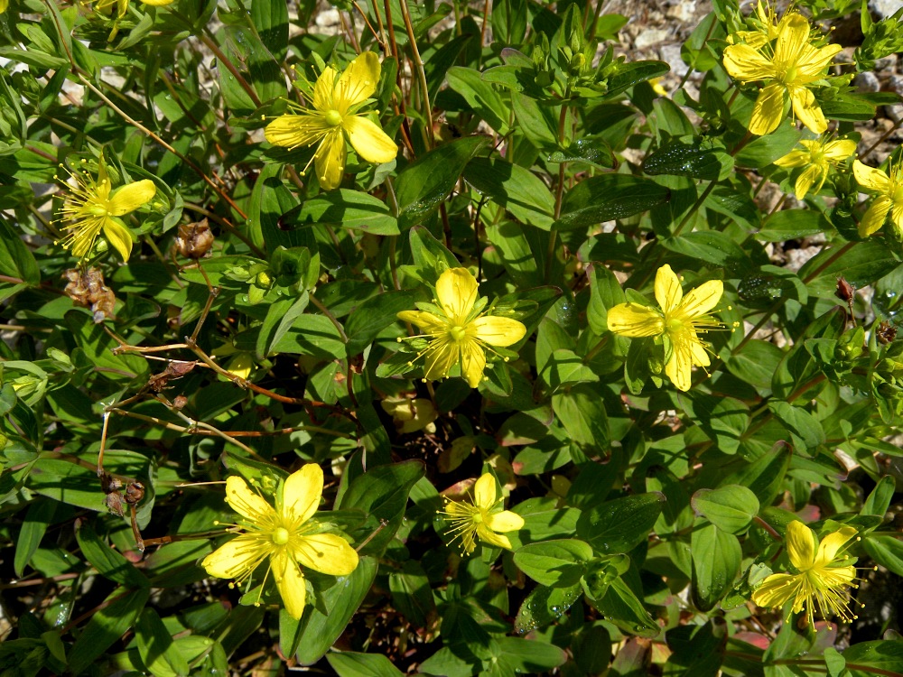 白山の花　その一_c0078410_8263938.jpg